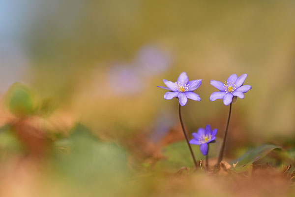 Leberblümchen