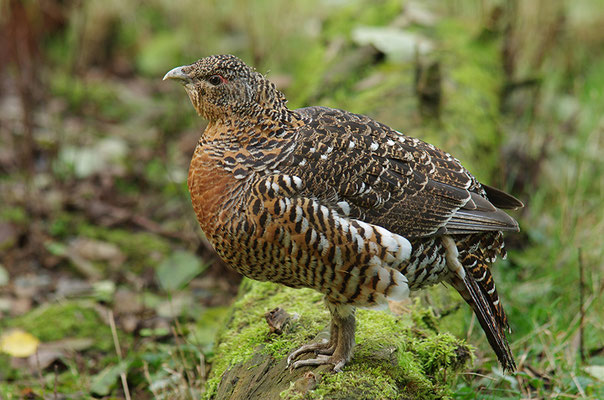 Auerhuhn Weibchen