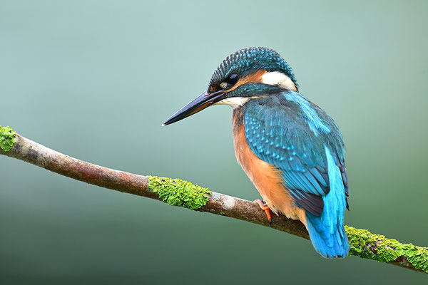 Eisvogel Männchen