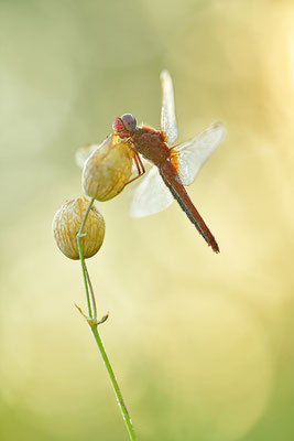 Feuerlibelle Männchen
