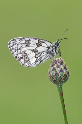 Schachbrettfalter