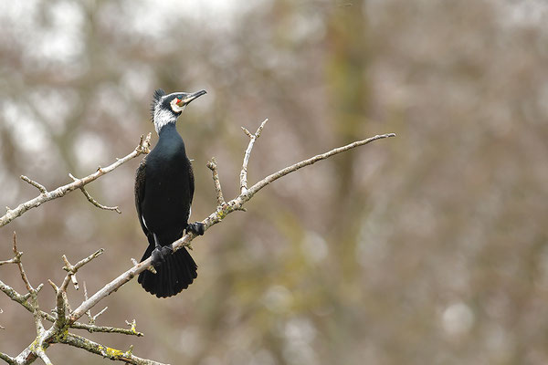 Kormoran im Prachtkleid