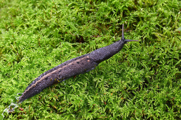 Schwarzer Schnegel