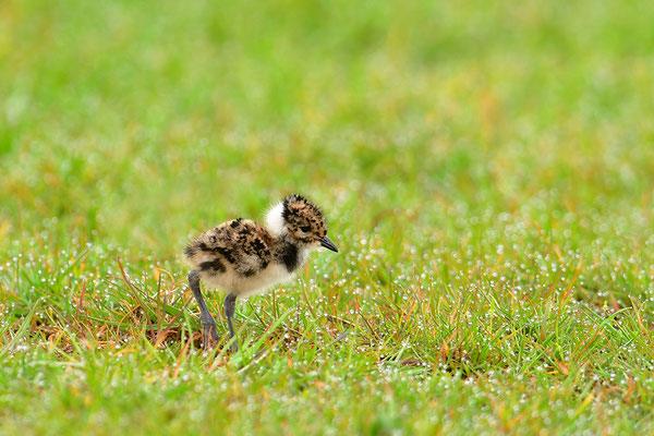 Kiebitz Jungvogel