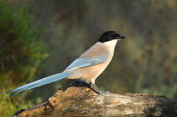 Blauelster