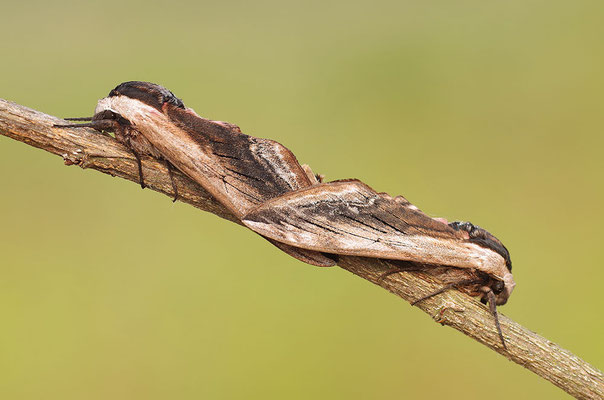 Ligusterschwärmer Paarung