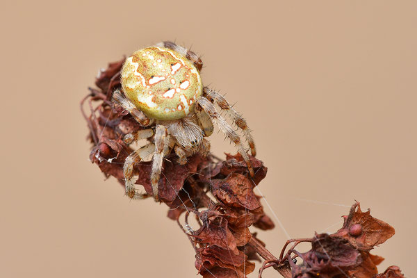 Kreuzspinne