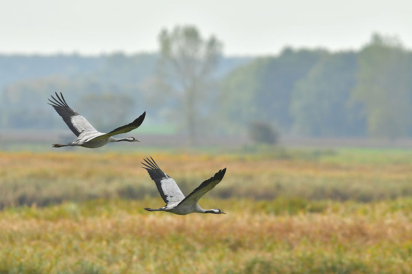 Kraniche im Flug