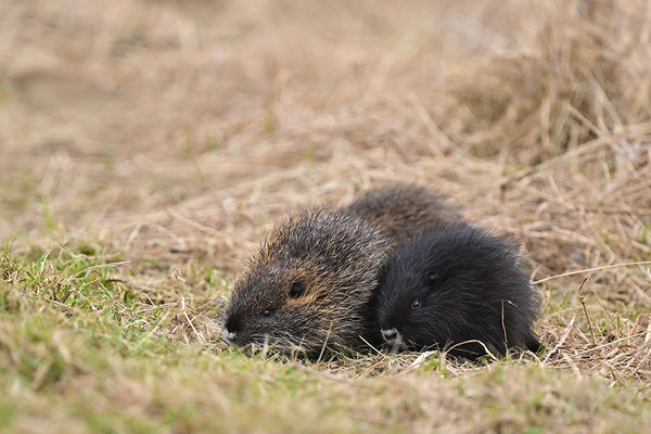 Nutria Jungtiere