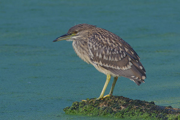 Nachtreiher Jungvogel