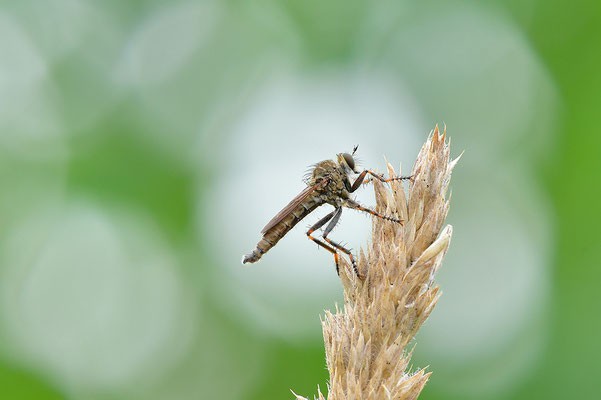 Raubfliege