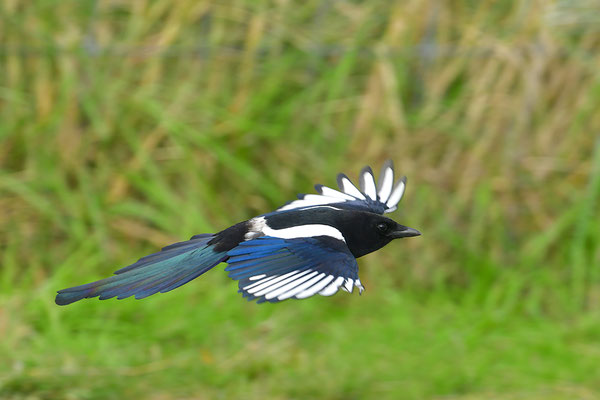 Elster im Flug