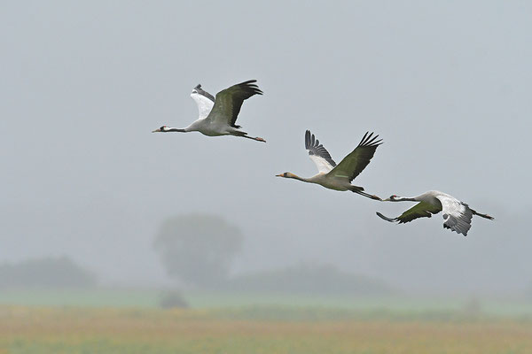 Kraniche im Flug