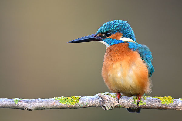 Eisvogel 