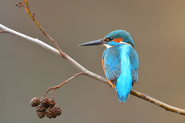 Eisvogel