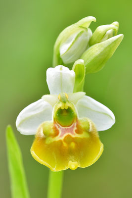 Gelbe Hummelragwurz flavescens