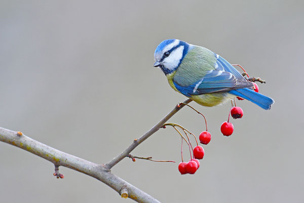 Blaumeise