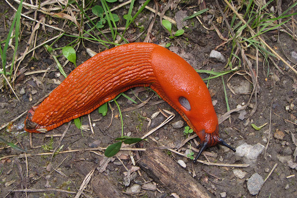 Rote Wegschnecke
