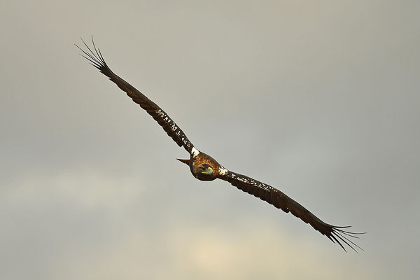 Kaiseradler