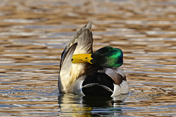Stockente