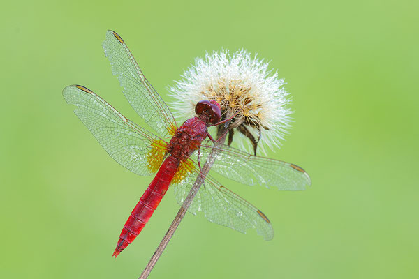 Feuerlibelle Männchen