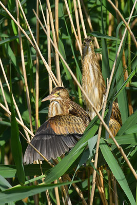 Zwergdommel Jungvögel