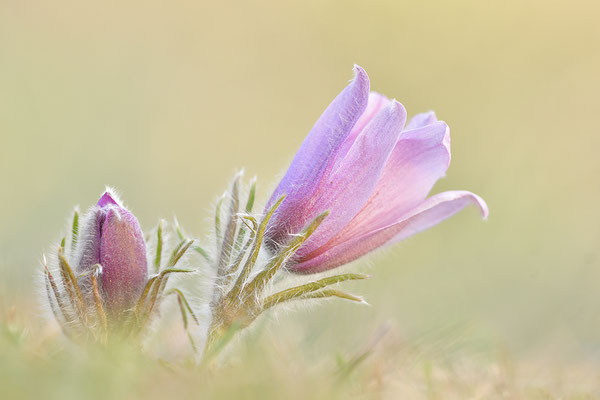 Küchenschelle im Abendlicht