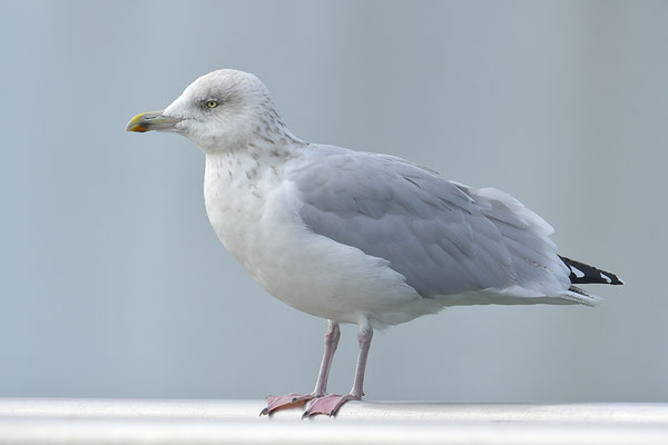 Silbermöwe
