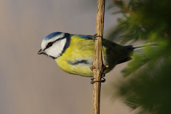Blaumeise