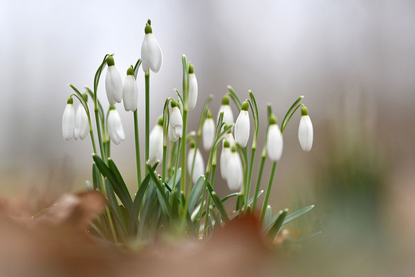 Schneeglöckchen