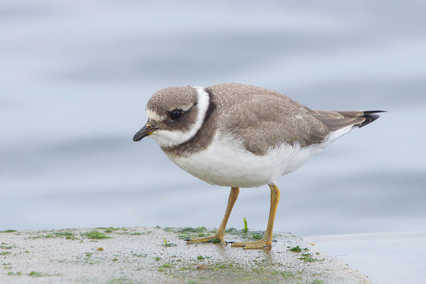 Sandregenpfeifer Jungvogel