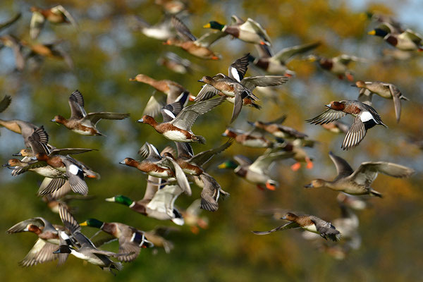 Enten im Flug