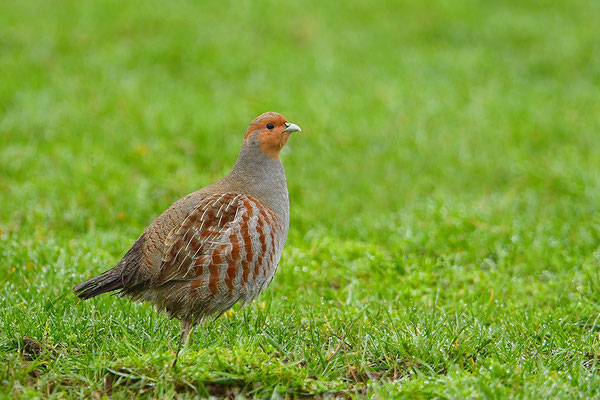 Rebhuhn Männchen
