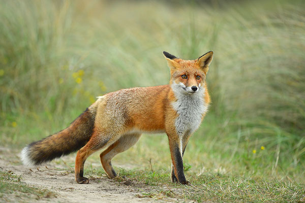 Fuchs