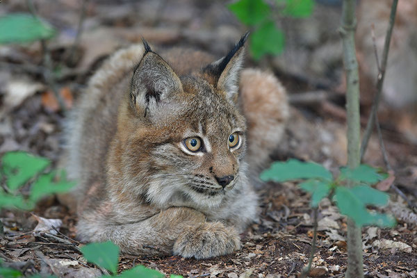Jungluchs, Tierpark Gangelt