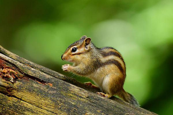 Sibirisches Streifenhörnchen