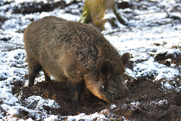 Wildschwein