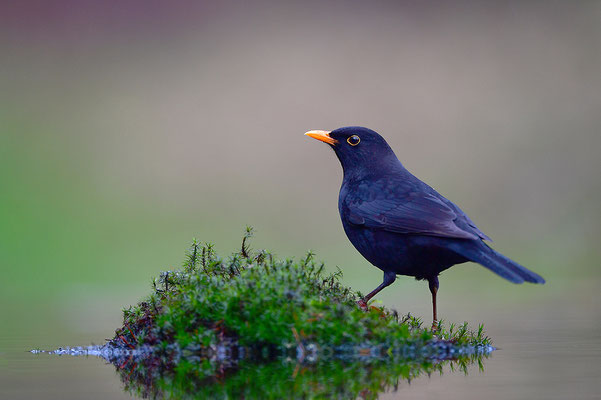 Amsel Männchen