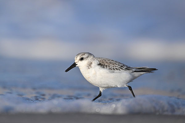 Sanderling