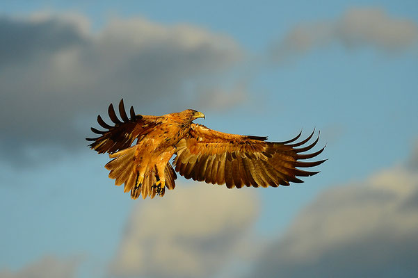 Kaiseradler Jungvogel