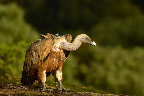 Gänsegeier