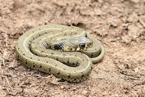 Ringelnatter (Peleponnes, Griechenland)