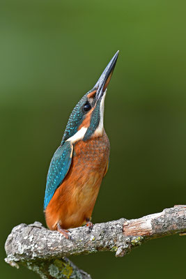  Eisvogel Weibchen Schreckstellung