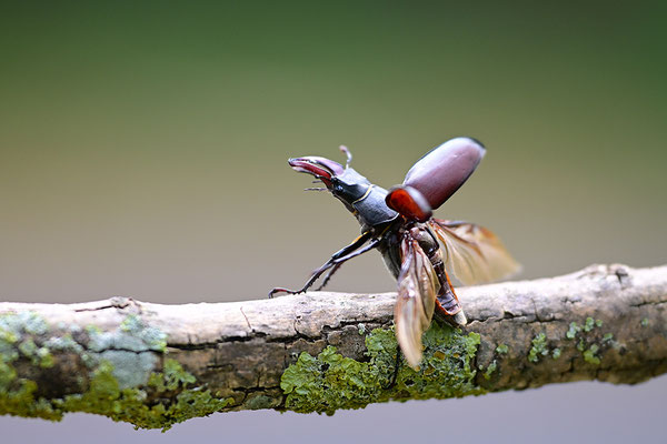 Hirschkäfer im Abflug