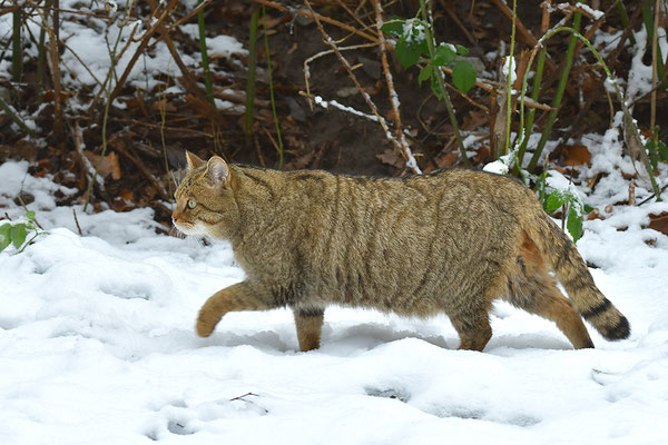 Wildkatze