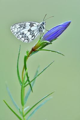 Schachbrettfalter