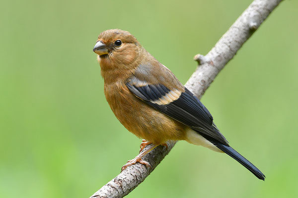 Dompfaff Jungvogel