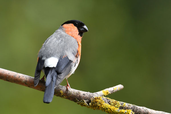 Dompfaff Männchen