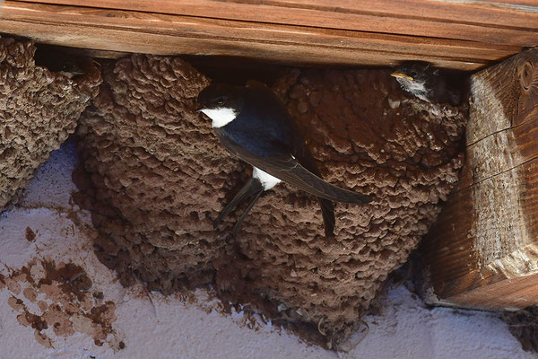 Mehlschwalbe am Nest