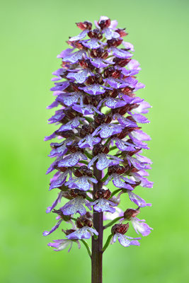 Purpurknabenkraut